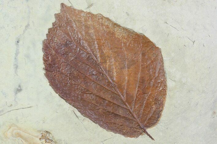 Fossil Leaf (Beringiaphyllum) - Montana #101884